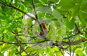 A squirrel in the branches of a tree eats a nut