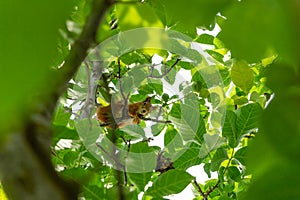 A squirrel in the branches of a tree eats a nut