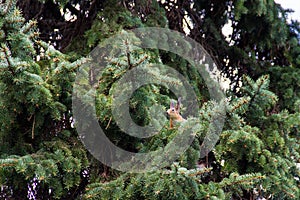 Squirrel on the branches of trees