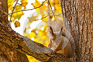 Squirrel brown white fluffy tail sits on a tree branch winded cr