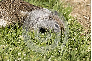 Squirrel browsing for the perfect piece of grass from a green mowed lawn