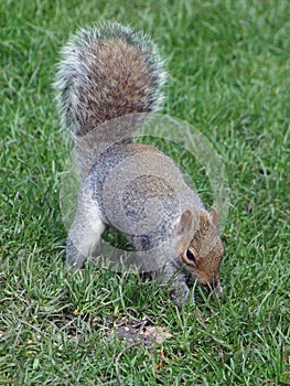 Squirrel burying a nut
