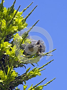 Squirrel buzz photo