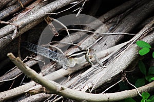 Squirrel Captured In Action