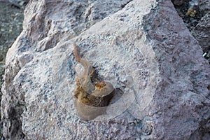 Squirrel carcass that thought to be thirsty on the trail of mount Raung. Raung is the most challenging of all Javaâ€™s mountain