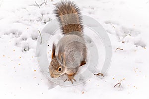 Squirrel carefully walks through the white snow