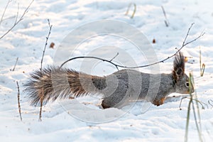 Squirrel carefully walks through the white snow. Squirrel with a magnificent tail