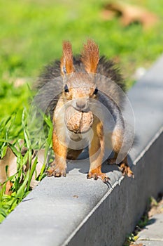 A squirrel carries a nut in its teeth to eat it in a secluded place or hide it.