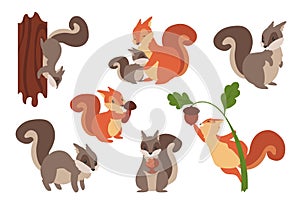 Squirrel. Cartoon wild furry animals playing with nuts and acorns, climbing on tree or holding mushrooms. Gray and orange forest