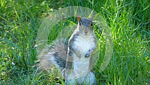 A squirrel caught in the act of raiding bird feeders