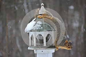 Squirrel Caught Steeling Food From Bird Feeder