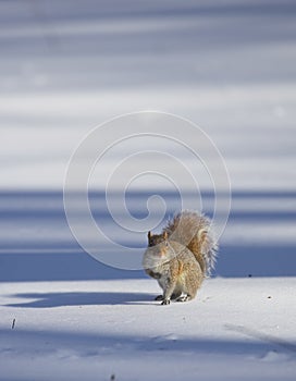 Squirrel - Central Park