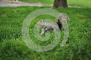 Squirrel in Central Park