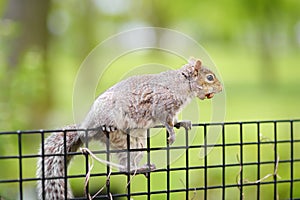 Squirrel in the Central Park, Manhattan, New York. Squirrels are one of the attractions of the Central Park