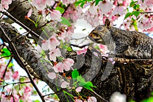 Squirrel and Cherry blossoms in Spring, Washington DC, USA