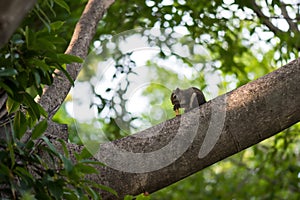 Squirrel chewing peanut on spring tree branch