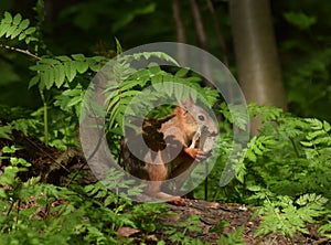 Squirrel chews bone