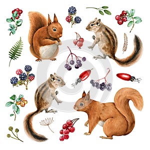 Squirrel, chipmunk wildlife watercolor set. Hand drawn squirrel and chipmunk, elderberry, red berries forest collection