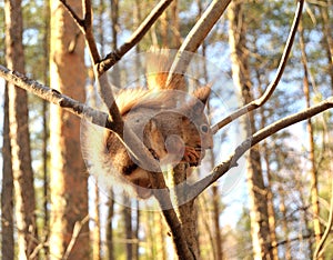 Squirrel in the city