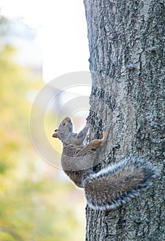 Squirrel in a city park