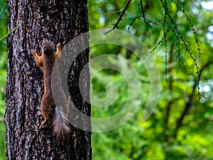 The squirrel cleverly scrambles up the larch trunk. Copy space.