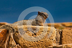 Squirrel on Cliff Dwellings at Mesa Verde