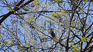 Squirrel climbed high and eating fresh leaves in spring time