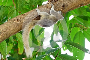 A squirrel climbing on a big tree.