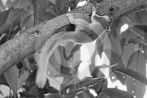 A squirrel climbing on a big tree.