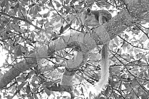 A squirrel climbing on a big tree.