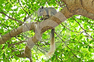 A squirrel climbing on a big tree.