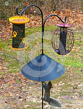 A squirrel climbing a pole to get to the bird feeders