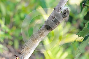 A squirrel climbing a tree branch and munching at a flower