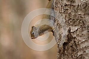 Squirrel climbing a tree