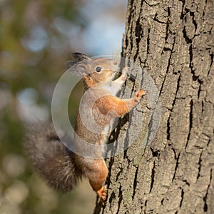 Squirrel climbs