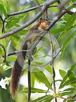 Squirrel climbs on branch Frangipani tree rodent animal