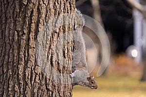 A squirrel climbs down from the tree looking for food in the park.