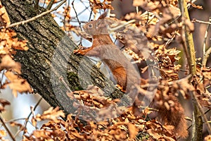 A squirrel climbs the tree in search of food