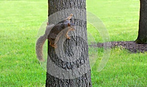 Squirrel clinging to tree photo