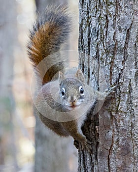 Squirrel clinging to tree trunk and looking into camera