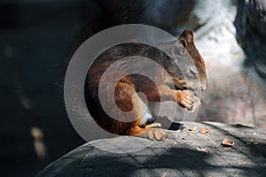 A squirrel with closed eyes sits on a stone and eats a nut