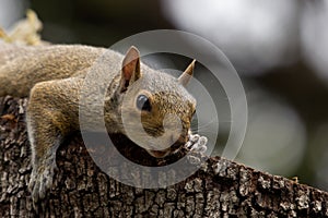 Squirrel closeup photo