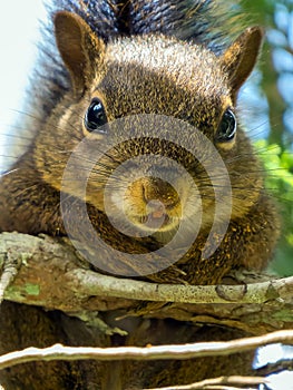 Squirrel closeup on a branch
