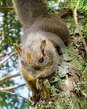 Squirrel closeup on a branch