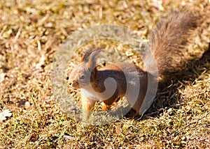 Squirrel closeup on grass background