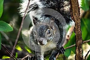 Squirrel closeup while standing on a tree.