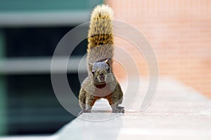 Squirrel with cocked tail,Sciuridae