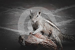Squirrel with coconut