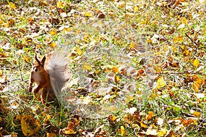 Squirrel among colorful autumn leaves and green grass