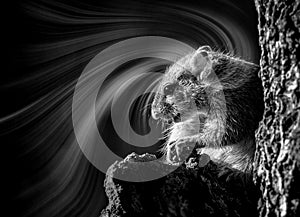 Squirrel  combined with abstract digital twirls